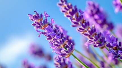 Obraz premium Lavender blossoms with a clear blue sky in the background captured in close up Represents aromatherapy and relaxation themes