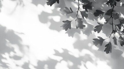 Overlay effect on a photo featuring gray shadows of oak tree leaves on a white wall Abstract neutral nature theme with a blurred background Ample space for text