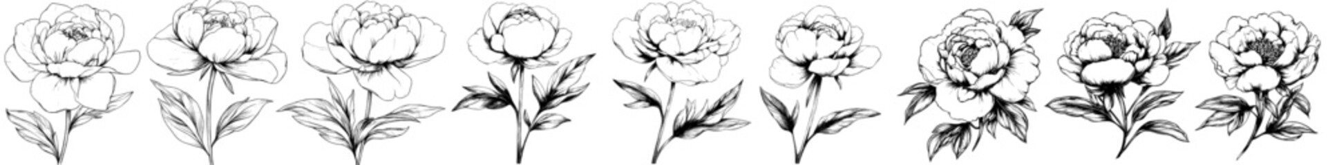 Fototapeta premium Printed line art set of Peonies with a black ink outline on a transparent background. Suitable for tattoo, logos, and jewelry.