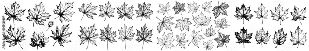 Poster a set of five isolated marple leaf skeletons. an autumn leaf sketch, a design for a forest object, a