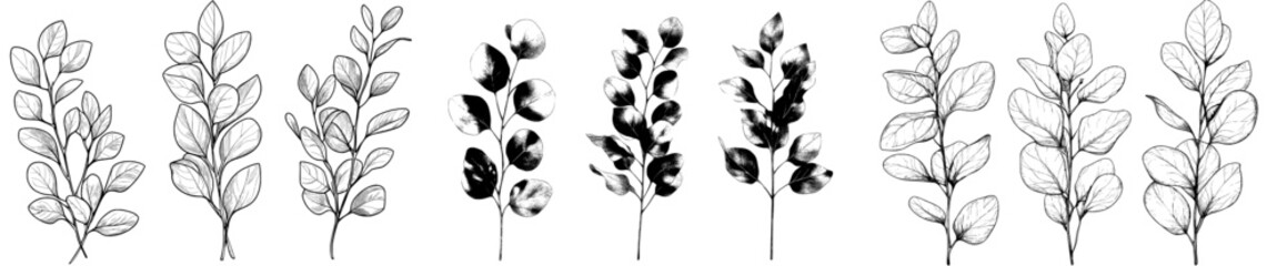 Elegant hand-drawn monochrome botanical illustration. Template for wedding cards and polygraphs. Template for tattoos, wedding decoration.