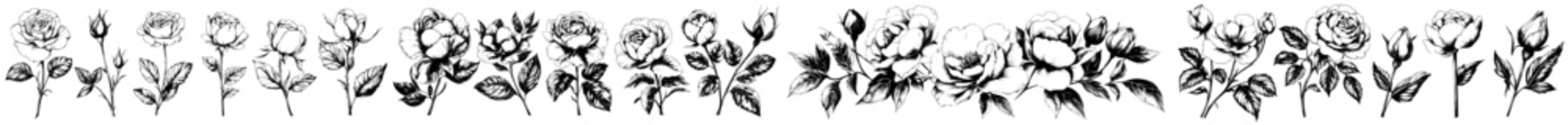 Obraz premium Isolated rose on white background. Hand drawn vintage wild flower illustration collection.