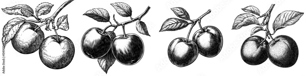 Poster ink sketch of myers plum on transparent background with realistic outline