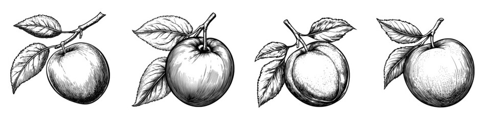 Monochrome hand-drawn Tamarillo illustration of fruit, transparent background