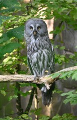 A great grey owl sitting on a branch