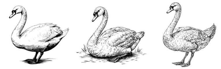 Hand drawn swan illustration background, vintage ink sketch line art