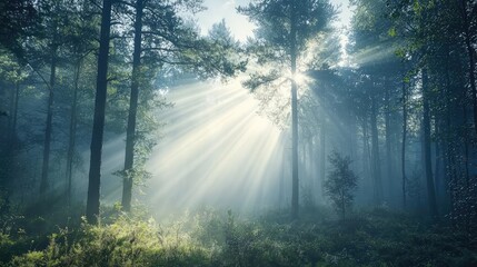 Fototapeta premium Tranquil Morning in a Foggy Pine Forest
