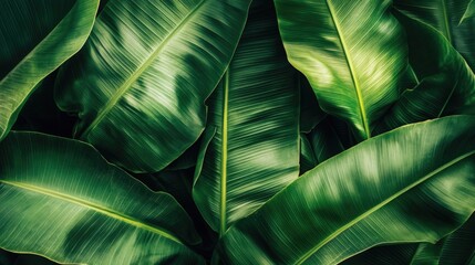 Obraz premium A thick cluster of vivid green banana leaves forms a rich tropical texture