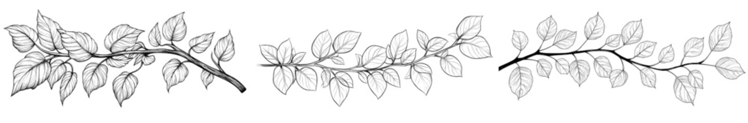 Branches of a tree, sketch floral botany collection. Modern illustrations. Black and white. Hand drawn botanical illustrations.