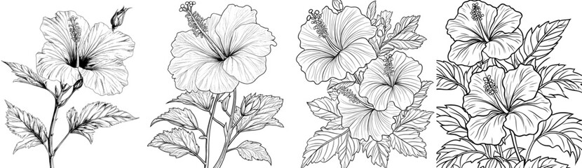 Drawing of a freehand hibiscus flower.