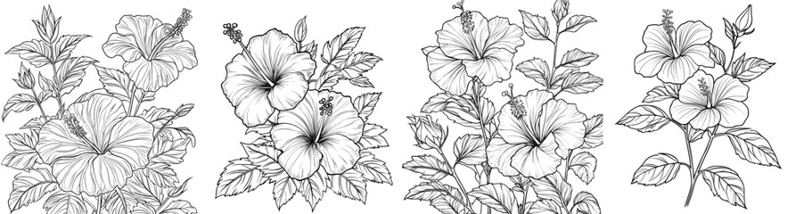 An outline of the Hibiscus Flower in black and white.