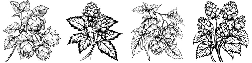 Fototapeta premium Humulus on vine with leaves outline painted in botanical sketch for design beer label, natural product packaging, Oktoberfest illustration. Hopped cones on branch black and white linear modern