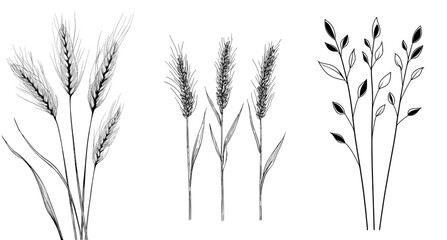 Fototapeta premium It features three detailed ears of wheat on three black and white wheat stalks. It works well with agriculture and farming themes, minimalism, nature themes, and organic products.