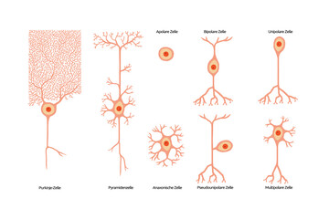 Handgezeichnete, digitale Illustration verschiedener Nervenzellen mit Titel auf einem wei&szlig;en Hintergrund