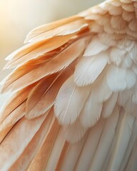 Obraz premium A close-up view of delicate feathers with soft hues, showcasing intricate details and textures of a bird's wing.