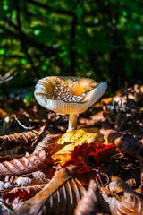 Forest mushroom, fall mushroom in dry leaves 