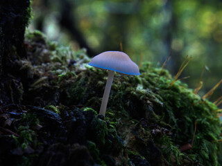 Fototapeta premium Champignon 