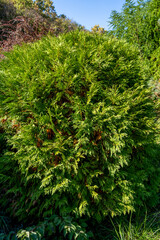 Green thuja branches in nature as a background