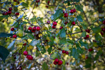 Wild berries in the fall on the tree, wild small apples on the tree close-up 