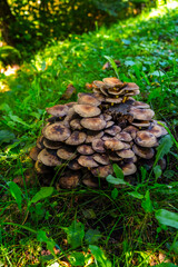 Sulphur tuft mushroom on an old tree covered with moss