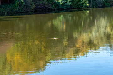 big fish in the water, fishing on the lake 