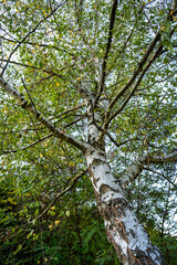 Tall green tree from below. Birch tree 