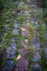 Gravel overgrown grass, texture and background of stone in grass