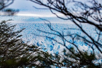 snow covered trees
