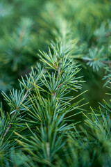 Fir tree green needles. Detailed macro view. Natural green texture of Thuja evergreen tree on sunny day