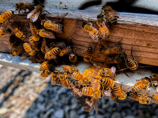 a collection of male worker bees huddled in front of the cage