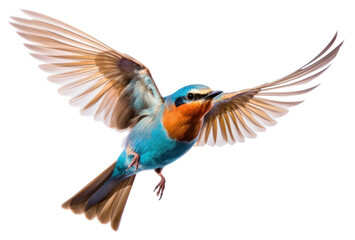 PNG Bird flying animal beak white background.