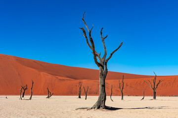 Dead Camelthorn Trees in Deadvlei salt pan, Sossusvlei with red sun dunes in the background, Namibia