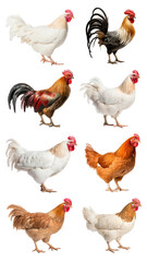 Chicken png element set, transparent background