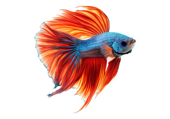 Fototapeta premium Photo of betta fish. transparent background. Isolated PNG
