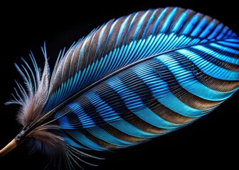 Fototapeta premium Striking Blue and Black Striped Jay Feather on Clear Background for Nature and Wildlife Photography, Long Exposure Techniques, Bird Feathers, Ornithology, Aesthetic Art