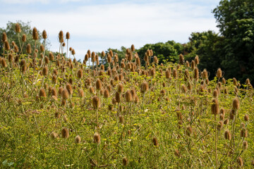 close-up of golden brown flower seed heads of summer Wild Teasel (Dipsacus fullonum) thistle