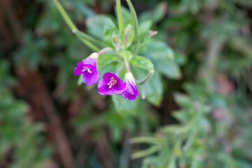 close-up of the beautiful Hairy Willow flower (Epilobium hirsutum)