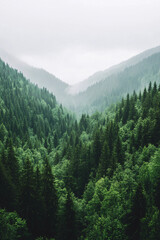 misty mountain forest landscape