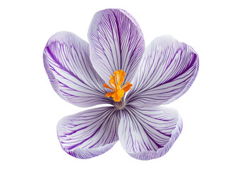 Photo of crocus flower .Transparent background. Isolated PNG.