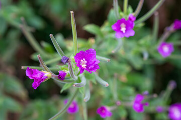 close-up of the beautiful Hairy Willow flower (Epilobium hirsutum)