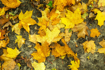 Background of yellow maple leaves lying on the ground