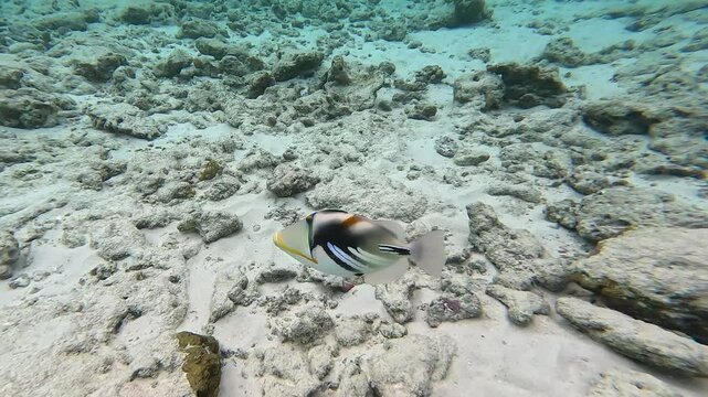 Close-up of Picasso triggerfish (Rhinecanthus aculeatus) swimming near camera, releasing sand from its mouth. Other fish are seen nearby with sandy seabed, rocks, and corals in background. Maldives.