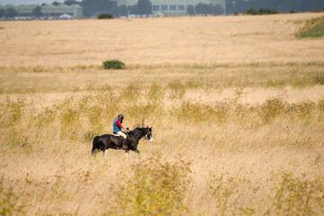 lady on horseback riding pony through a late summer golden meadow, Wilts UK 