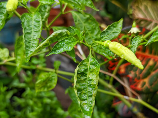 A close-up of a papaya leaf reveals its intricate lobed structure, each vein radiating outward like nature&rsquo;s own design. Resting on the rich green surface are glistening dewdrops.