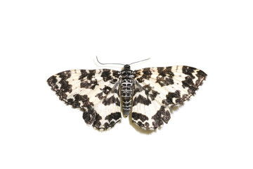The argent and sable moth Rheumaptera hastata isolated on white background