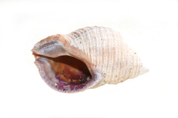 Naklejka premium Empty shell from Dog whelk snail Nucella lapillus isolated on white background
