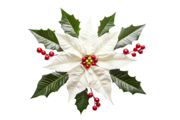 Top view of Beautiful of white Poinsettia flowers with lush green leaves isolated on background, floral for Christmas decoration and festive.