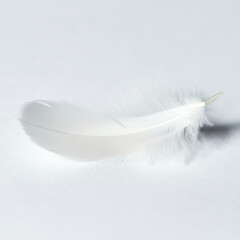 Obraz premium white feather isolated on white