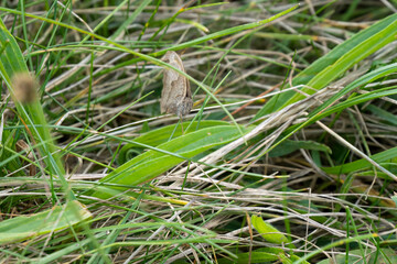 close-up of a meadow brown butterfly (Maniola jurtina) amongst grass undergrowth