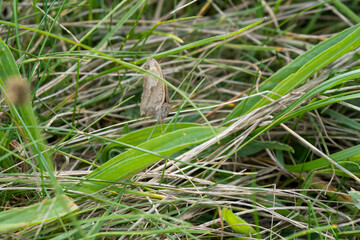 close-up of a meadow brown butterfly (Maniola jurtina) amongst grass undergrowth